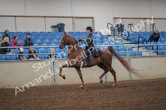 2019 Morgan Horse Show - Aug 30, 2019 - 24963