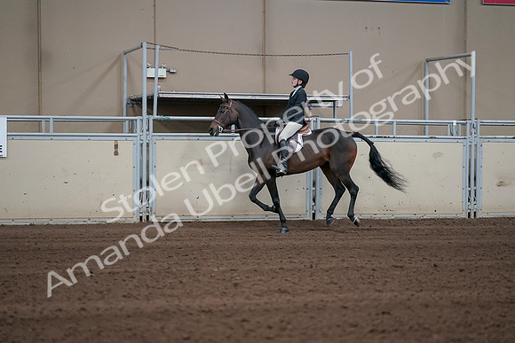 2019 Morgan Horse Show - Sept 01, 2019 - 03766