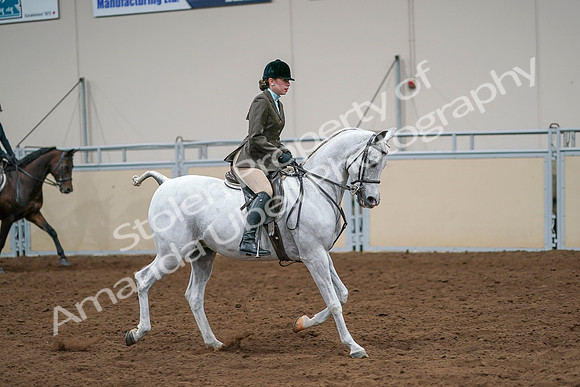 2020 - AB Morgan Horse - Sat, Sept 05 - 14531