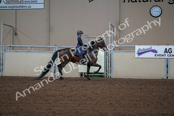 2019 Morgan Horse Show - Aug 30, 2019 - 18099