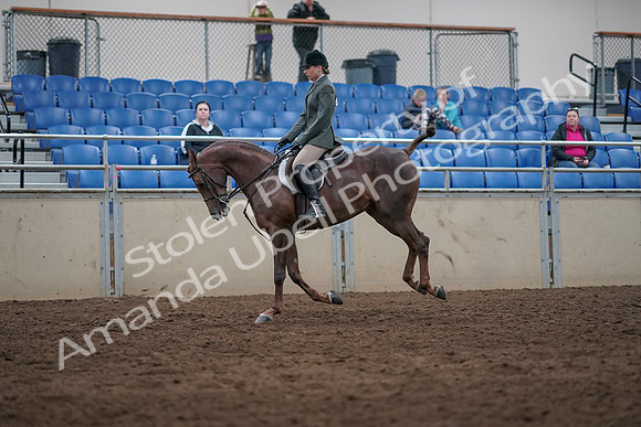 2019 Morgan Horse Show - Sept 01, 2019 - 08750