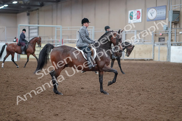 2019 Morgan Horse Show - Aug 30, 2019 - 20661