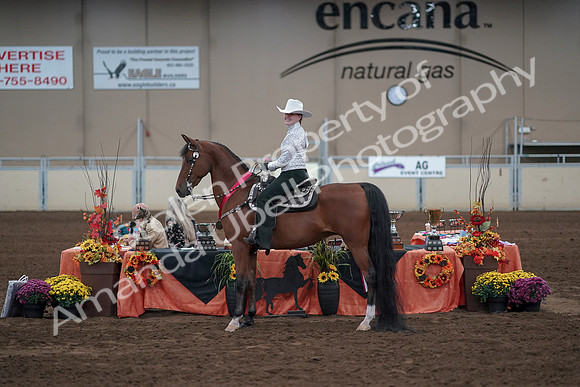 2019 Morgan Horse Show - Sept 01, 2019 - 07268