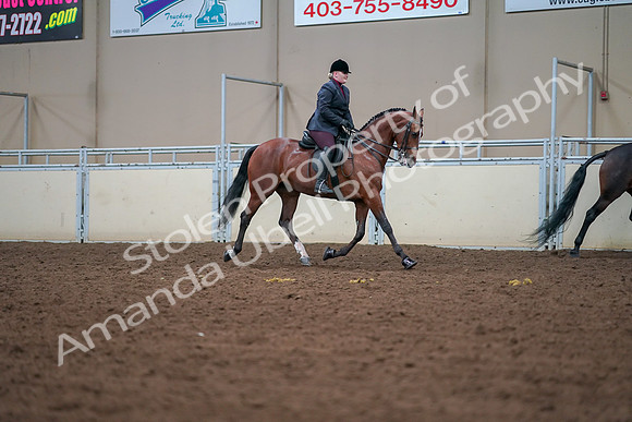 2019 Morgan Horse Show - Aug 30, 2019 - 20864