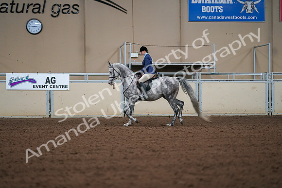 2019 Morgan Horse Show - Aug 30, 2019 - 16137