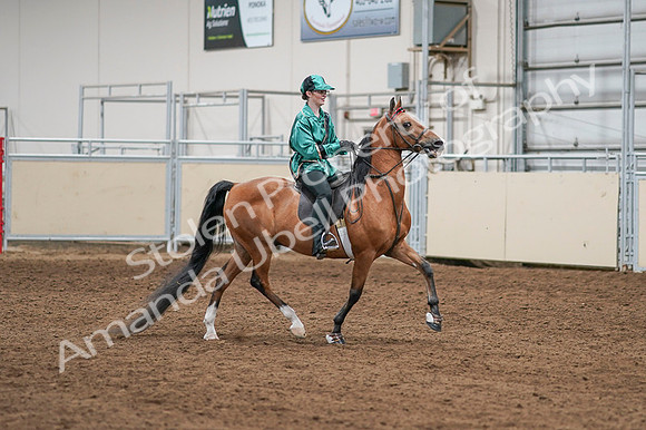 2020 - AB Morgan Horse - Fri, Sept 04 - 08679