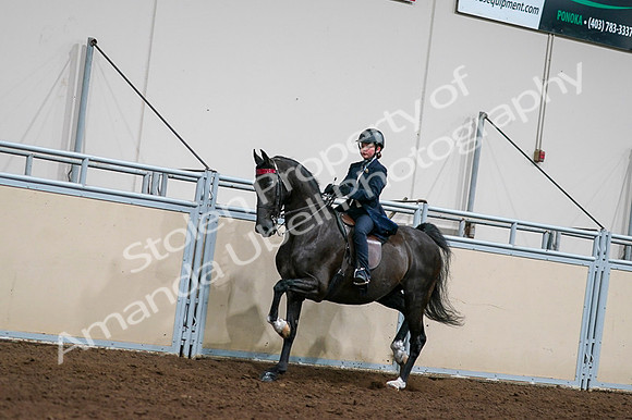 2020 - AB Morgan Horse - Fri, Sept 04 - 03214