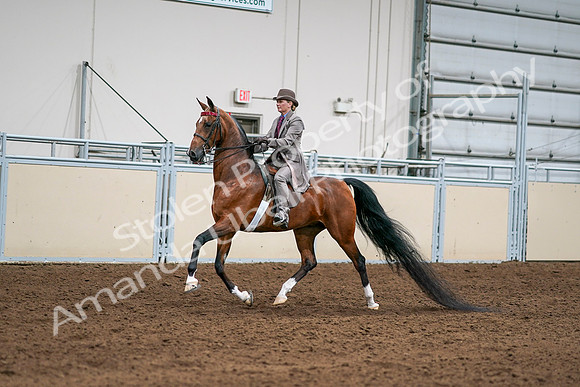 2020 - AB Morgan Horse - Sat, Sept 05 - 12089