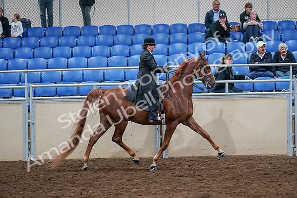 2020 - AB Morgan Horse - Sat, Sept 05 - 08278