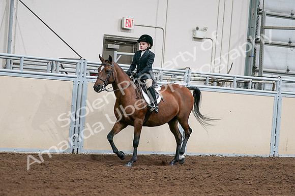 2020 - AB Morgan Horse - Fri, Sept 04 - 02036