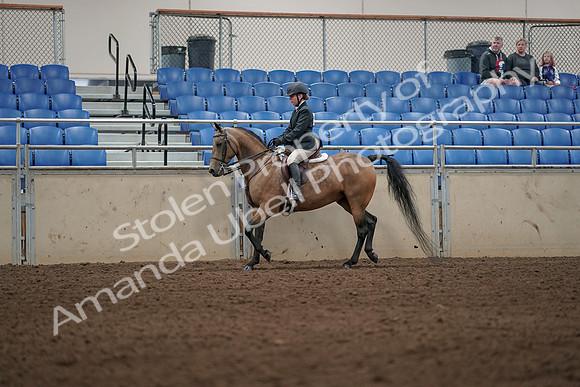 2019 Morgan Horse Show - Aug 31, 2019 - 04986