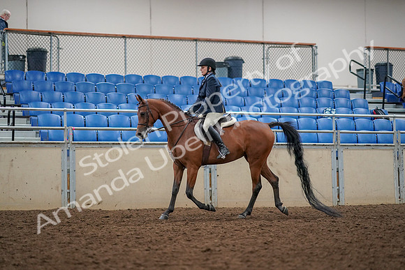 2019 Morgan Horse Show - Aug 30, 2019 - 22254
