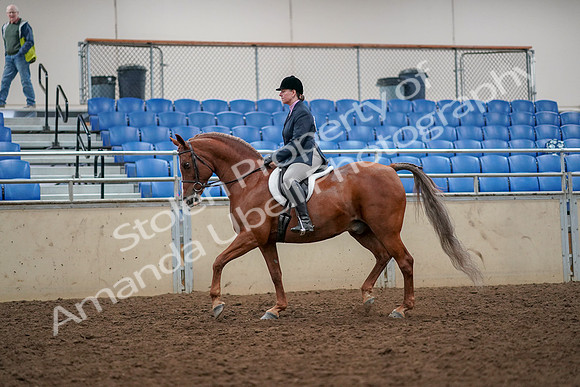 2019 Morgan Horse Show - Aug 30, 2019 - 22209