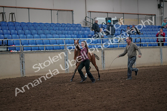 2019 Morgan Horse Show - Aug 31, 2019 - 00372