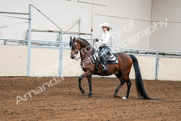 2020 - AB Morgan Horse - Sat, Sept 05 - 08969