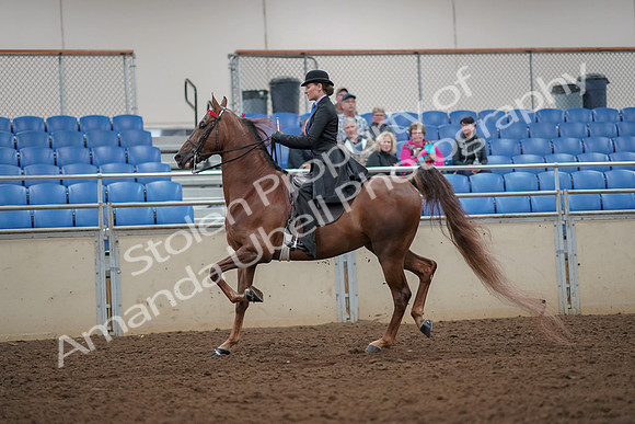 2019 Morgan Horse Show - Aug 30, 2019 - 25137