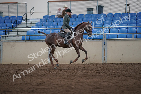 2019 Morgan Horse Show - Sept 01, 2019 - 08777