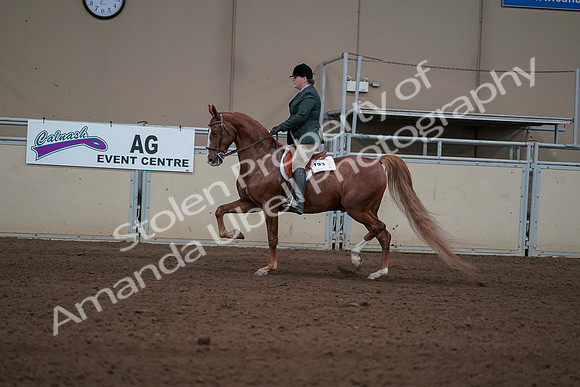 2019 Morgan Horse Show - Sept 01, 2019 - 12226