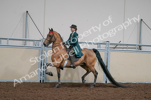 2020 - AB Morgan Horse - Sat, Sept 05 - 13686