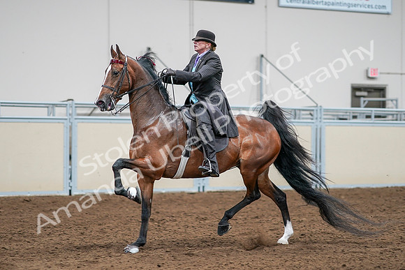 2020 - AB Morgan Horse - Sat, Sept 05 - 13177
