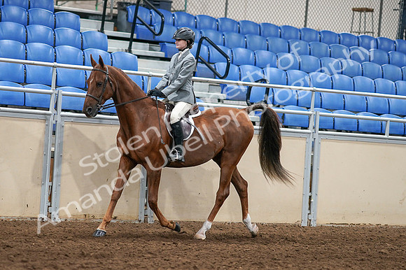 2020 - AB Morgan Horse - Fri, Sept 04 - 02956