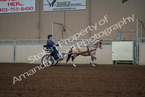 2019 Morgan Horse Show - Aug 30, 2019 - 13454
