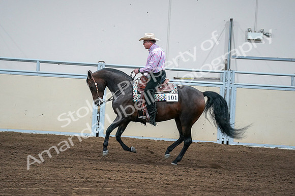 2020 - AB Morgan Horse - Fri, Sept 04 - 00549