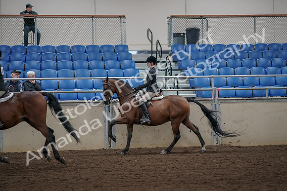 2019 Morgan Horse Show - Aug 31, 2019 - 05112