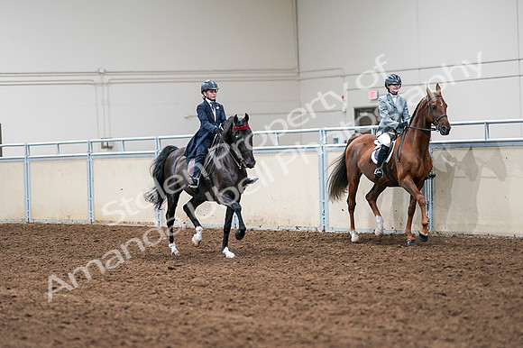 2020 - AB Morgan Horse - Fri, Sept 04 - 03154