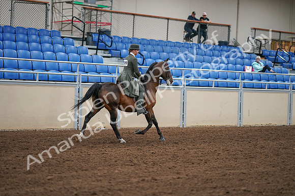 2020 - AB Morgan Horse - Fri, Sept 04 - 03457