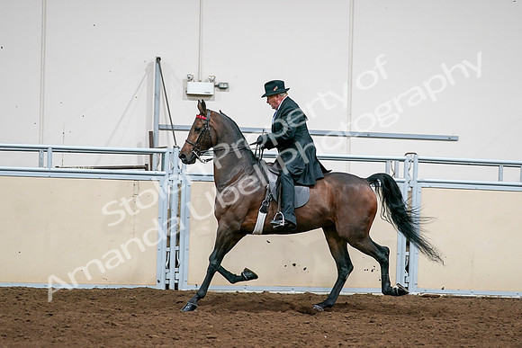 2020 - AB Morgan Horse - Sat, Sept 05 - 08019