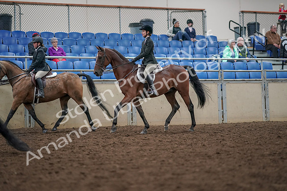 2019 Morgan Horse Show - Aug 30, 2019 - 20452