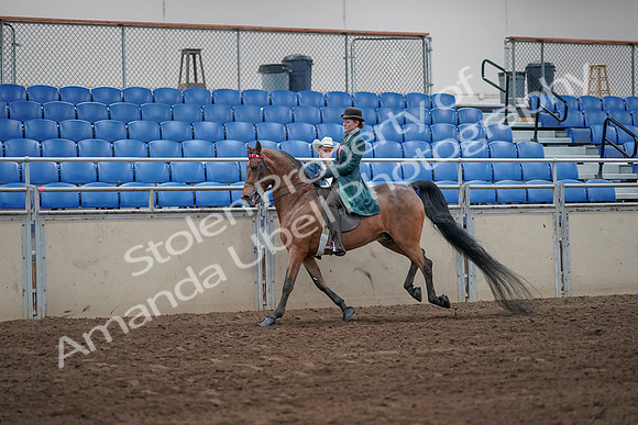2019 Morgan Horse Show - Sept 01, 2019 - 13268