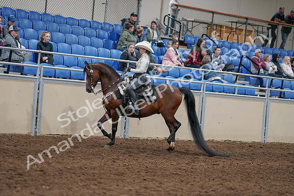 2020 - AB Morgan Horse - Sun, Sept 06 - 07464