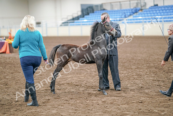 2020 - AB Morgan Horse - Sat, Sept 05 - 00494