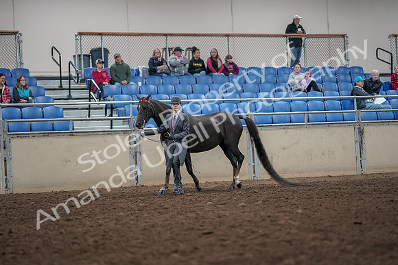 2019 Morgan Horse Show - Aug 31, 2019 - 01976