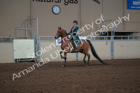 2019 Morgan Horse Show - Sept 01, 2019 - 13461