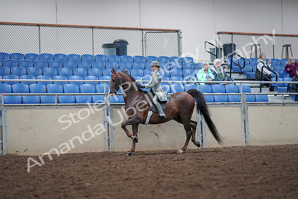 2019 Morgan Horse Show - Aug 30, 2019 - 17853