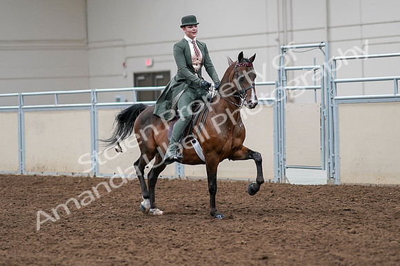 2020 - AB Morgan Horse - Fri, Sept 04 - 03406