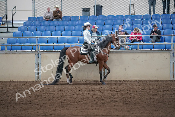 2019 Morgan Horse Show - Sept 01, 2019 - 07136