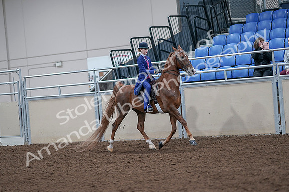 2020 - AB Morgan Horse - Fri, Sept 04 - 05228