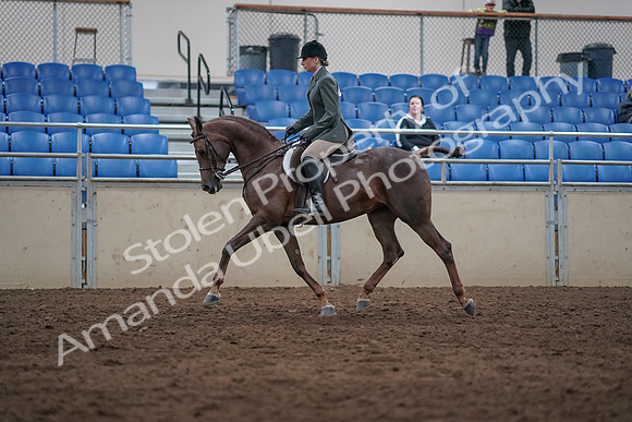 2019 Morgan Horse Show - Sept 01, 2019 - 08556
