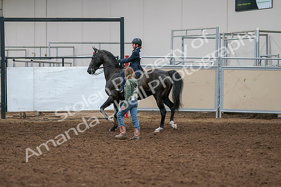 2020 - AB Morgan Horse - Fri, Sept 04 - 03272