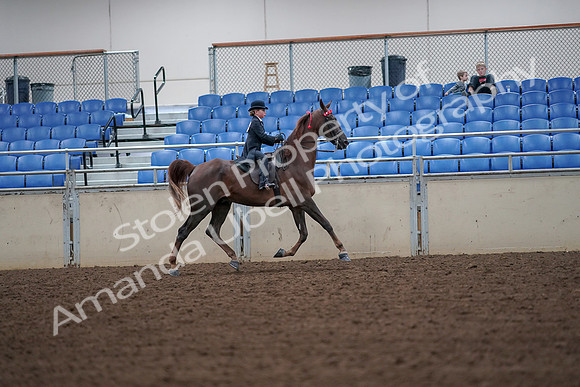 2019 Morgan Horse Show - Aug 30, 2019 - 18056