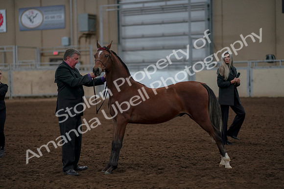 2019 Morgan Horse Show - Aug 30, 2019 - 25588