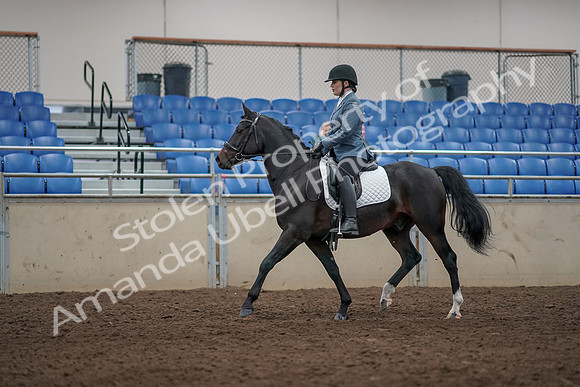 2019 Morgan Horse Show - Aug 31, 2019 - 07160
