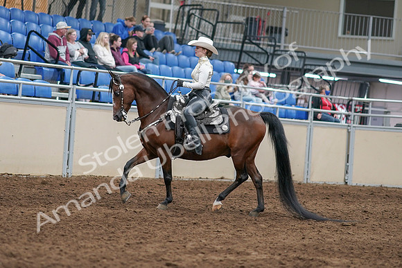 2020 - AB Morgan Horse - Sun, Sept 06 - 07460
