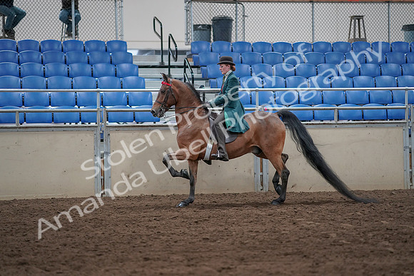 2019 Morgan Horse Show - Sept 01, 2019 - 13180