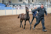 2020 - AB Morgan Horse - Sat, Sept 05 - 00454