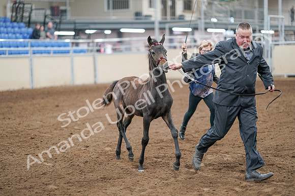 2020 - AB Morgan Horse - Sat, Sept 05 - 00454